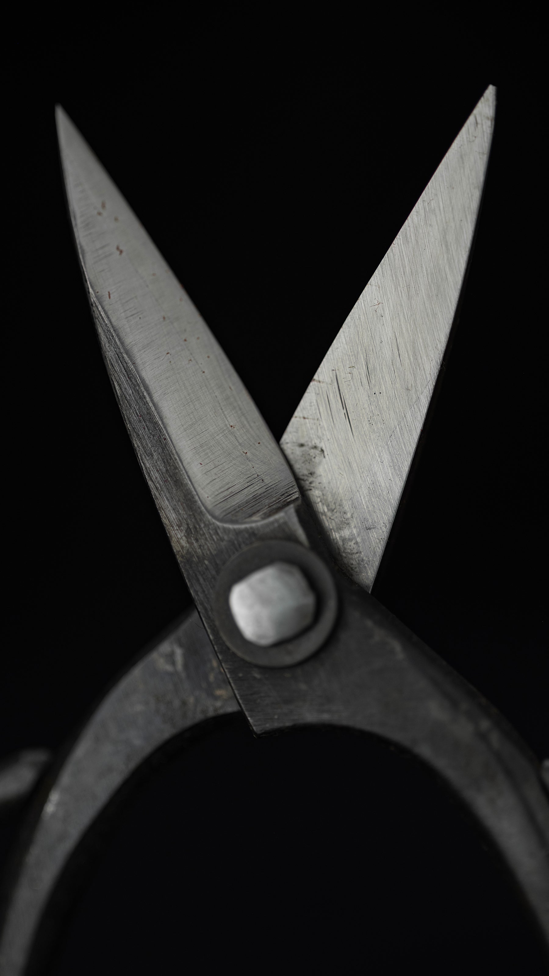 Bonsai basami Japanese Hand Made Bonsai Scissors By Kisaku - Small