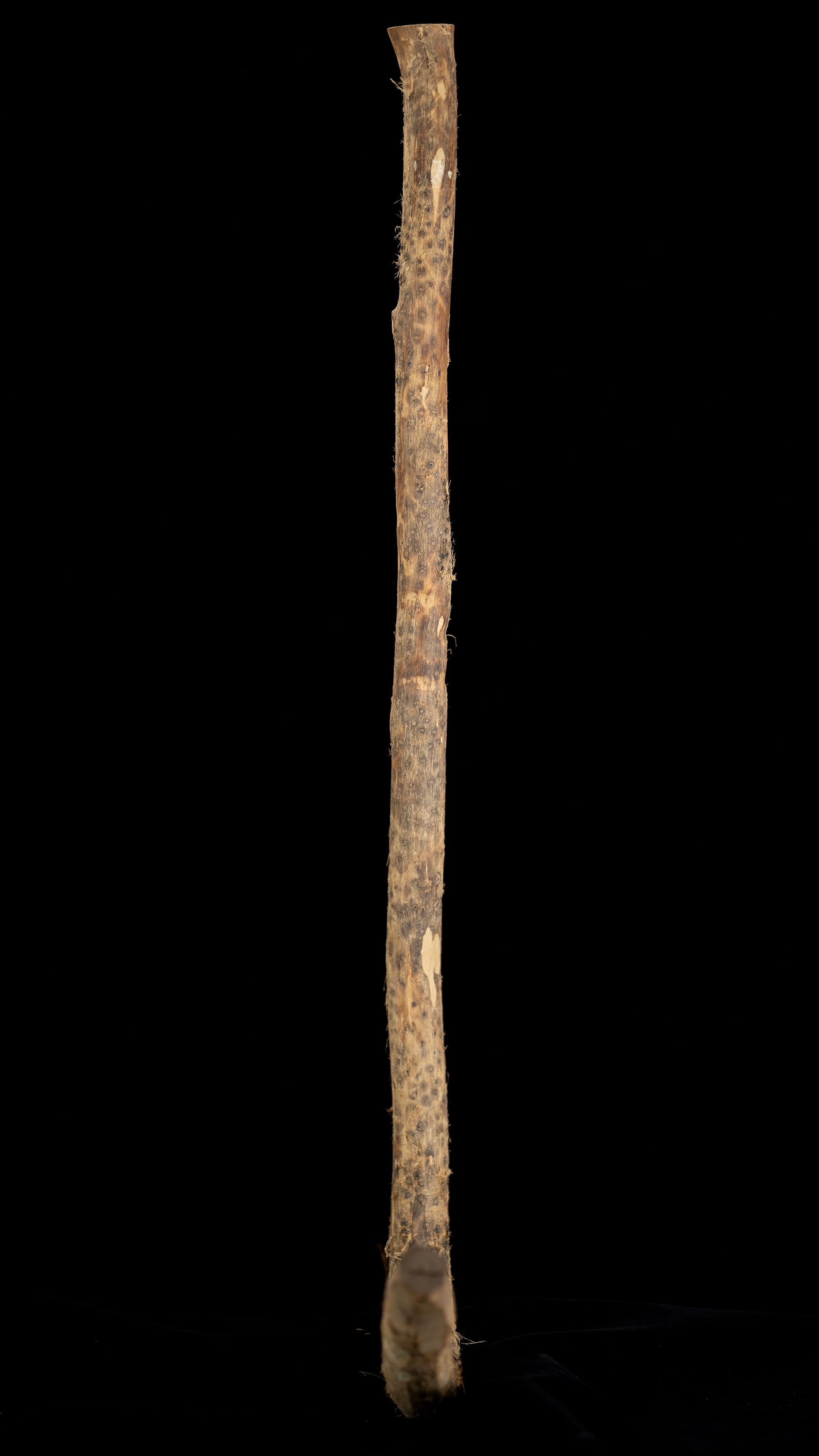 Japanese Chouna/Adze Handle - Enju/Japanese Pagoda