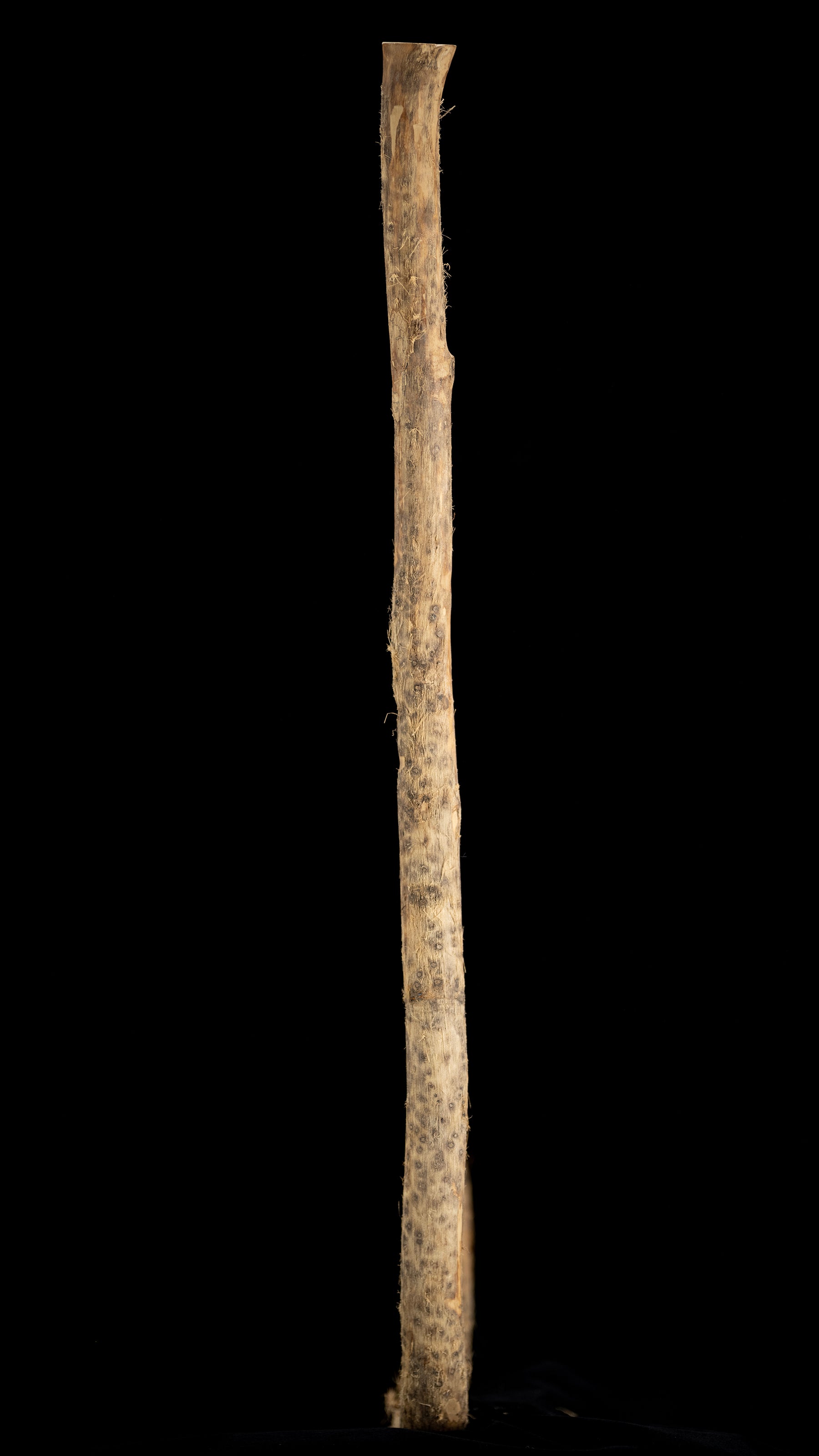 Japanese Chouna/Adze Handle - Enju/Japanese Pagoda
